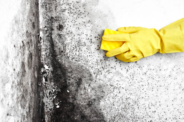 Mold Testing and Removal in Soda Springs, ID
