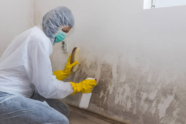 Best Residential Mold Removal  in Soda Springs, ID