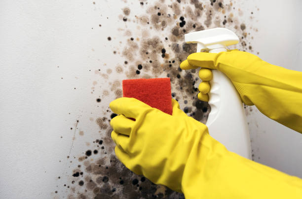 Office Mold Removal Services in Soda Springs, ID
