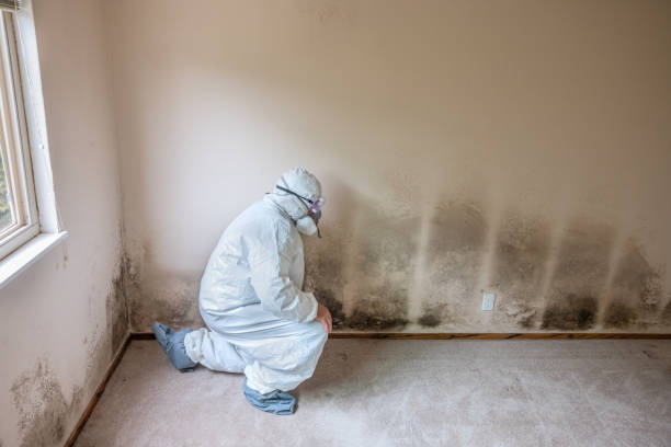 Best Mold Removal Process  in Soda Springs, ID