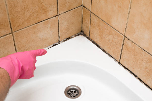Mold Removal Process in Soda Springs, ID